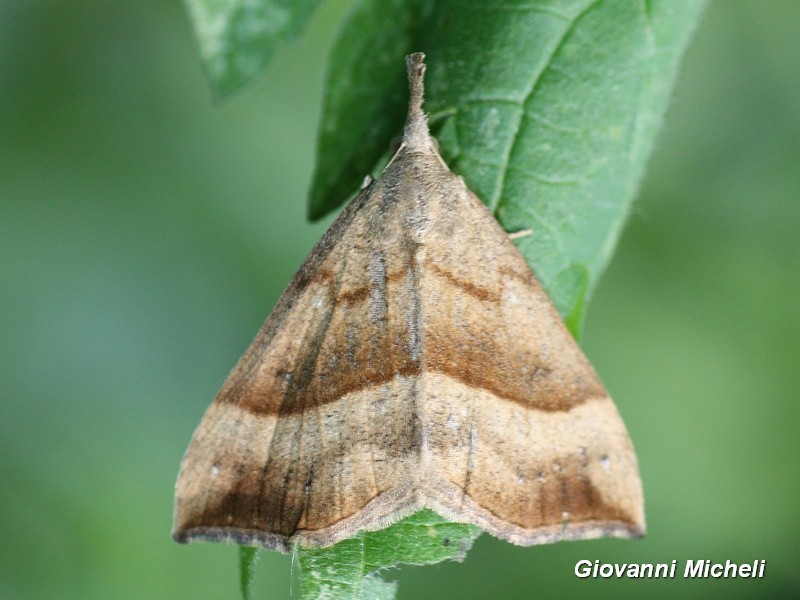 Hypena sp2 - Hypena (Hypena) proboscidalis